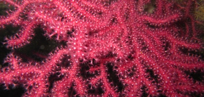 Gorgonian coral