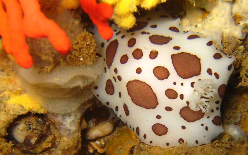 Peltodoris atromaculata with eggs