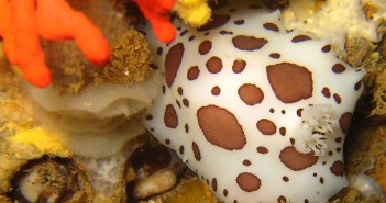 Peltodoris atromaculata with eggs