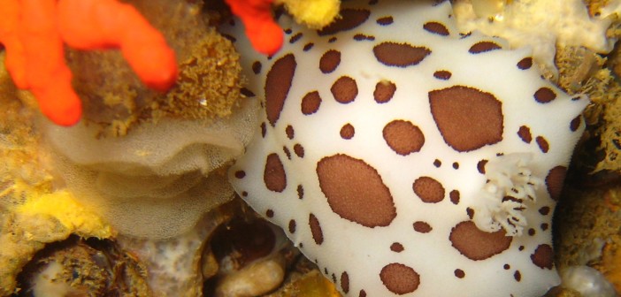 Peltodoris atromaculata with eggs