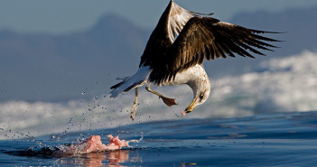 Gulls at The Scuba News