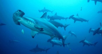 Hammerhead Sharks at The Scuba News