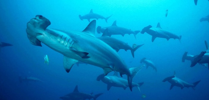 Hammerhead Sharks at The Scuba News