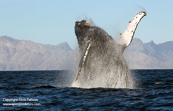 Humpback Whales at The Scuba News