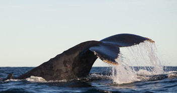 A 4.3m Shark and Two Humpback Whales! All In A Days Work Humpback Whales at The Scuba News