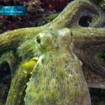 Goofy Aqua Video - Spain