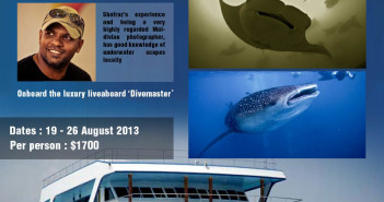 Hanifaru Manta and Whale Shark Special Manta Trip