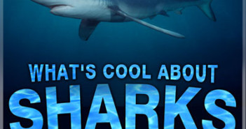 What's Cool About Sharks at The Scuba News