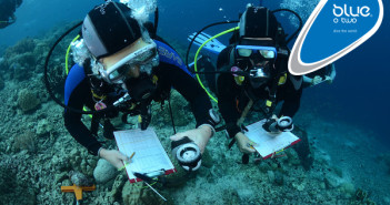 Siren Fleet Reef Conservation and Marine Life Survey Trips blueotwo-Siren Fleet Reef Conservation trips - image 1