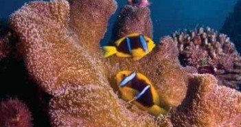 Guide to Guam at The Scuba News