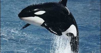 Orca / Killer Whales at The Scuba News