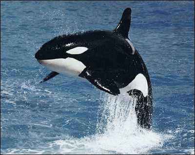 Orca / Killer Whales at The Scuba News