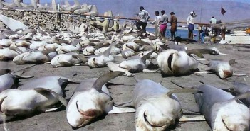 Stop Shark Finning at The Scuba News