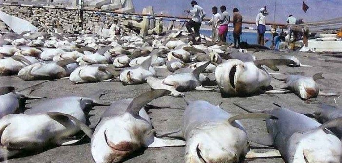 Stop Shark Finning at The Scuba News