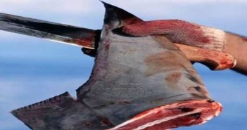 Stop Shark Finning at The Scuba News