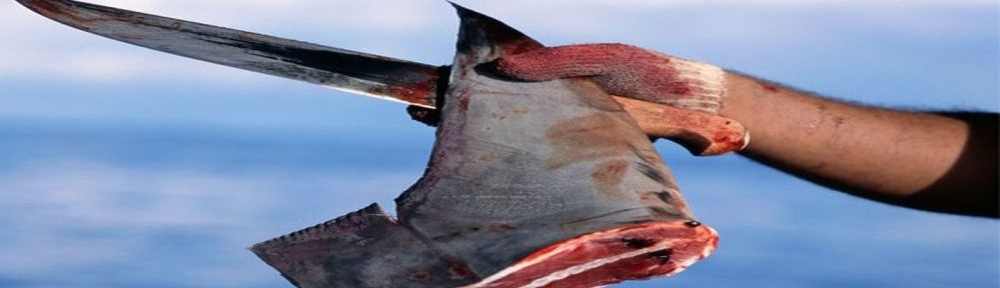 Stop Shark Finning at The Scuba News