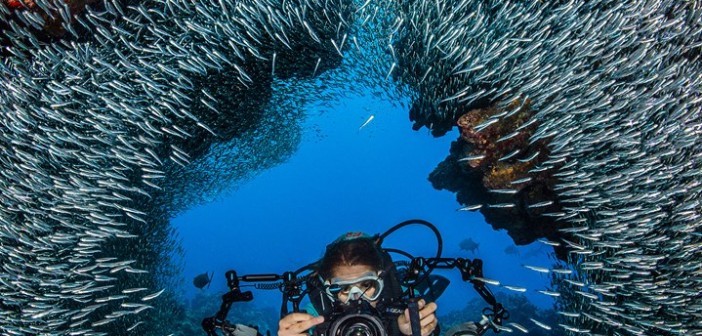An underwater photographer moves through the schooling silversides at Devil's Grotto in Grand Cayman. Photo by Alex Mustard