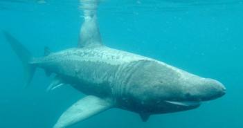 Basking shark (Cetorhinus maximus) at The Scuba News
