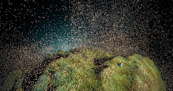 Coral spawning at East End in Grand Cayman on a night dive May 2012. Photo courtesy of Alex Mustard.