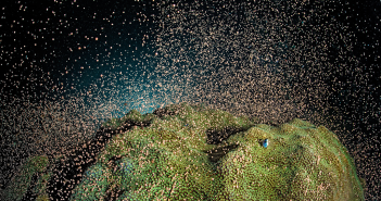 Coral Spawning: a Rare Natural Wonder that Fascinates and Draws Divers to the Cayman Islands Coral spawning at East End in Grand Cayman on a night dive May 2012. Photo courtesy of Alex Mustard.