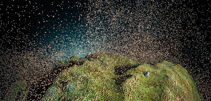 Coral spawning at East End in Grand Cayman on a night dive May 2012. Photo courtesy of Alex Mustard.