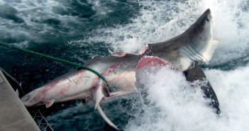 10 foot Great White Shark Attacked by 20 foot Great White Shark Great White Shark at The Scuba News