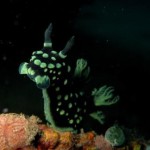 nembrotha cristata1_lr