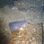 Conger Eel at The Scuba News
