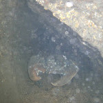 Giant Lobster at The Scuba News