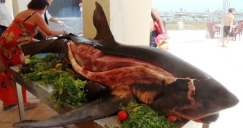 Attention Shark Lovers – Why You Should Boycott Iberostar Hotels and Resorts Iberostar Resort in Tunisia