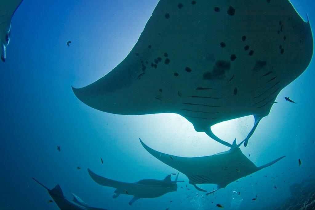 Siren Fleet Maldives at The Scuba News