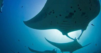 Siren Fleet Maldives at The Scuba News