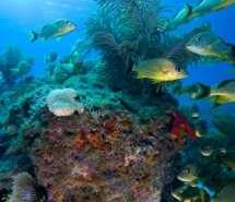 Scuba Dive Location Reviews: Carysfort Reef Carysfort Reef at The Scuba News