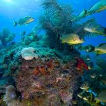 Scuba Dive Location Reviews: Carysfort Reef Carysfort Reef at The Scuba News