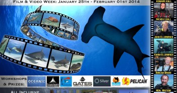 Join Underwater Film Legends for the Bimini Shark Showdown 2014 Shark Showdown at The Scuba News