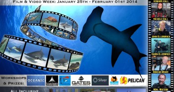 Shark Showdown at The Scuba News