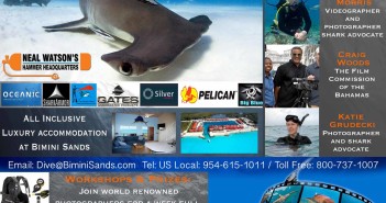 Join world renowned photographer Tim Calver (Pirates of the Caribbean) for the Bimini Shark Showdown 2014 Bimini Shark Showdown at The Scuba News
