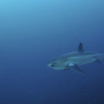 Telling Tails on Malapascua: The Thresher Sharks of Monad Shoal