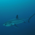 Telling Tails on Malapascua: The Thresher Sharks of Monad Shoal