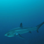 Telling Tails on Malapascua: The Thresher Sharks of Monad Shoal