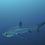 Telling Tails on Malapascua: The Thresher Sharks of Monad Shoal