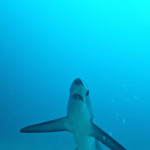 Telling Tails on Malapascua: The Thresher Sharks of Monad Shoal