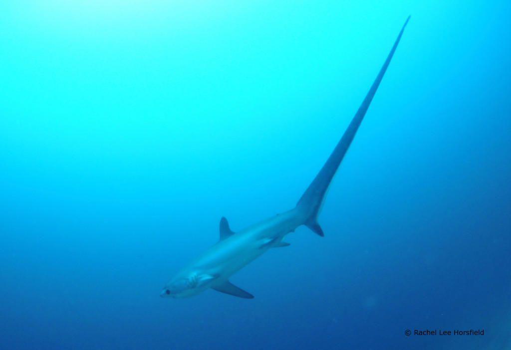 Telling Tails on Malapascua: The Thresher Sharks of Monad Shoal
