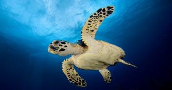 Sea turtles are iconic in the Cayman Islands, and divers encounter them on almost every dive. Photo courtesy Southern Cross Club.