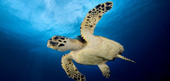 Sea turtles are iconic in the Cayman Islands, and divers encounter them on almost every dive. Photo courtesy Southern Cross Club.