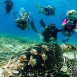 Sea Camp kids enjoying a turtle encounter during summer vacation. Photo courtesy of Jay Easterbrook, Divetech
