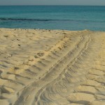 Turtle tracks on the beach where a sea turtle has nested in the Cayman Islands. Photo courtesy of Divetech.