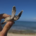 A newly-hatched baby turtle in the Cayman Islands. Photo courtesy Sandro Abderhalden.