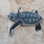 A hatchling on the beach in the Cayman Islands, making its way to the sea. The odds are stacked against its survival, but the local community does what it can to help.