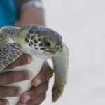 A yearling being released into the sea in the Cayman Islands through a conservation program. Photo courtesy Steve Broadbelt, Ocean Frontiers.